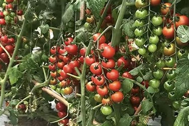 西红柿的施肥时间和方法有什么？西红柿保花保果用昆仑风叶面肥