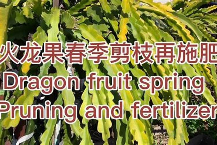 火龙果施肥时,配什么肥料最好？