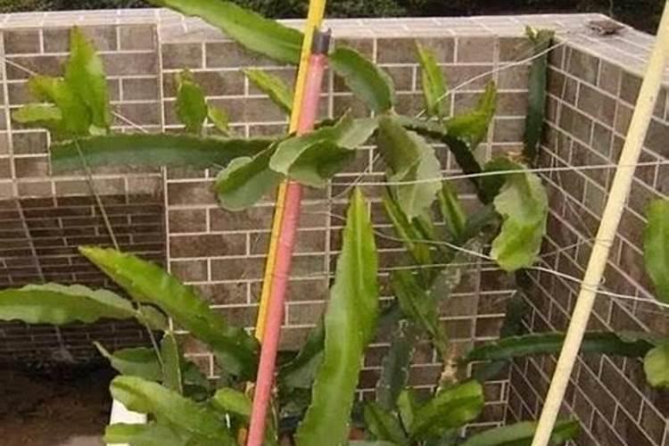 火龙果全年施肥时间表