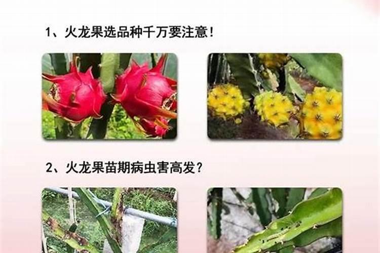 在开春之后,栽种的火龙果需要施什么肥？