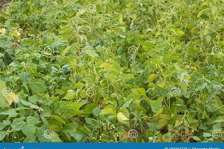 大豆种植技术和肥料使用