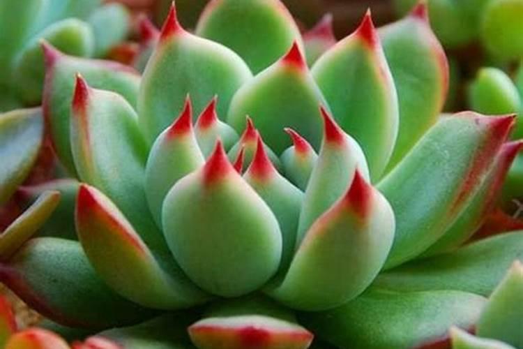 多肉十二卷怎么养