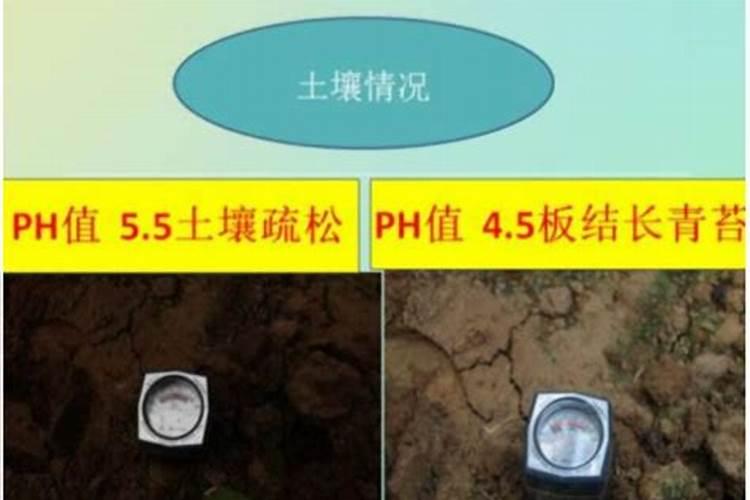 花卉缺磷要怎样磷肥改善？