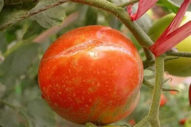花椒花期用什么叶面肥