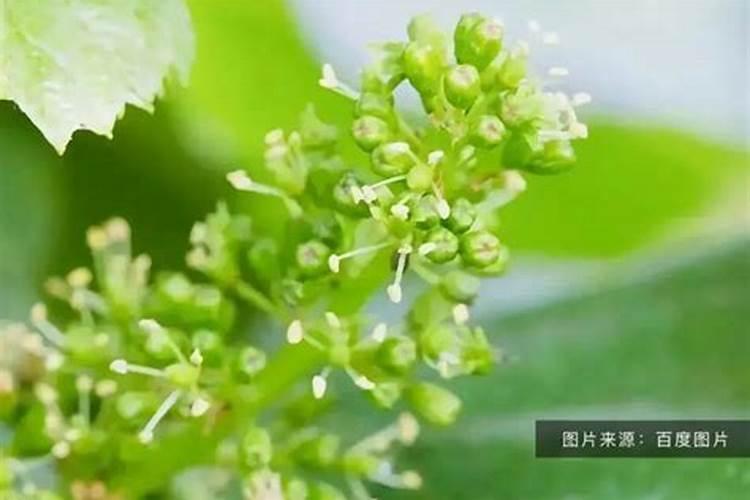 红小豆能喷叶面肥吗能用黄豆的叶面肥吗？