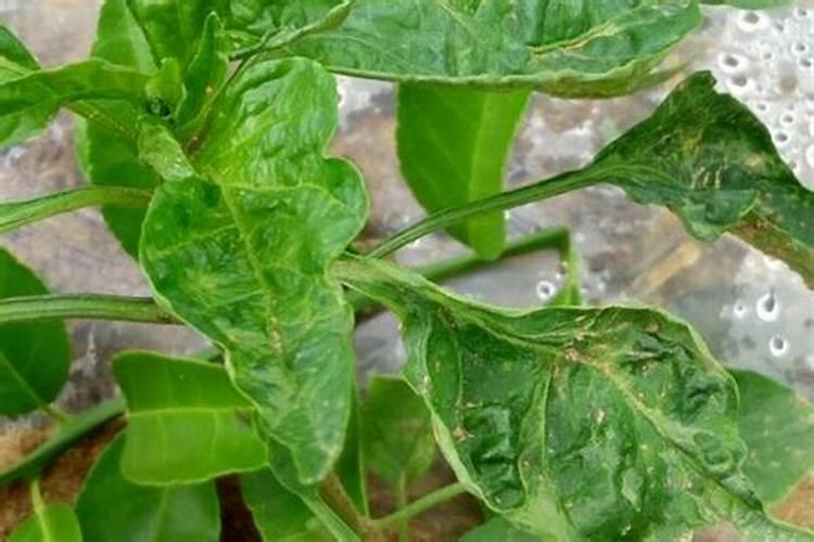 芸豆播种几天出苗？