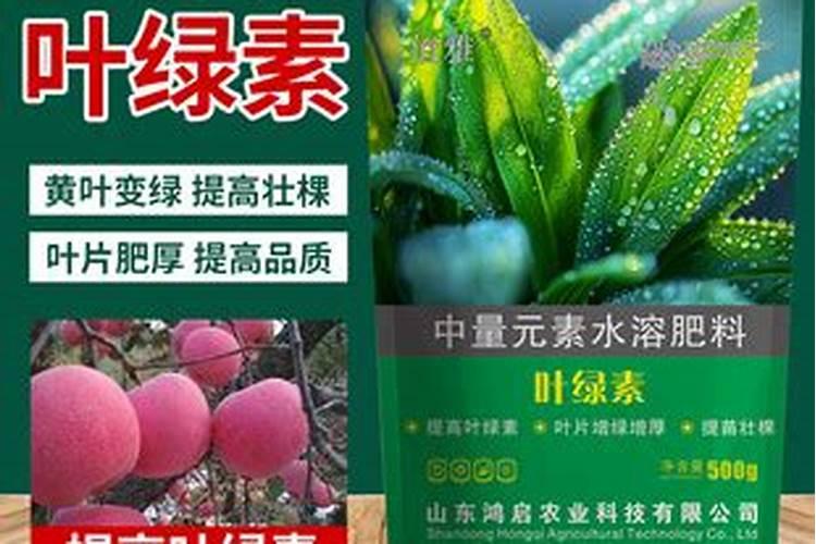橘子树如何施肥