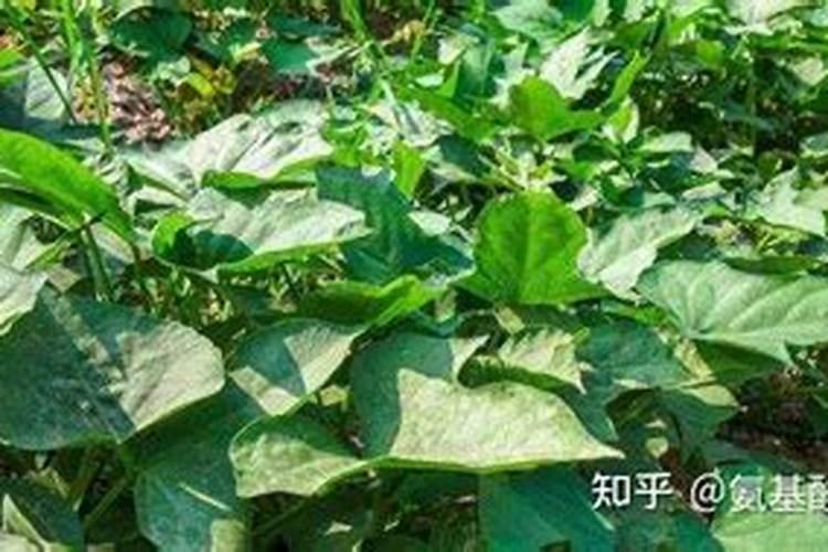钾肥上市公司有哪些,选哪些品牌实惠点？
