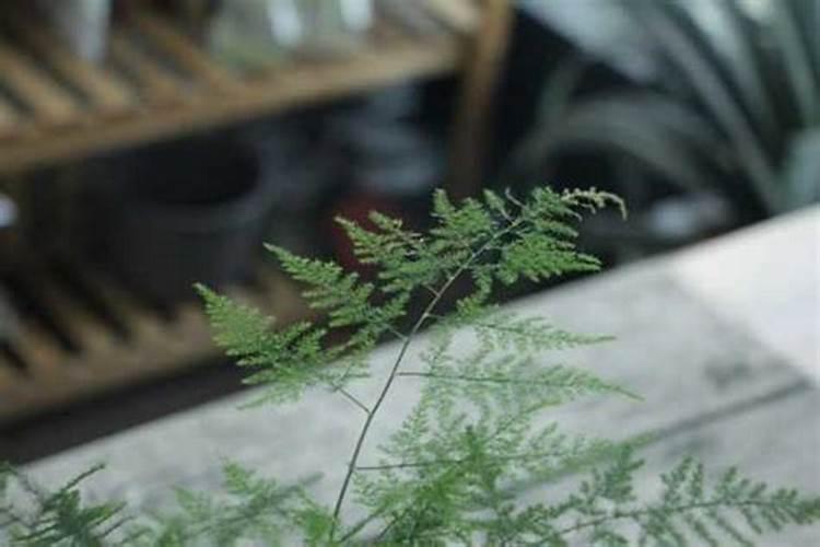 铵态氮是什么肥料