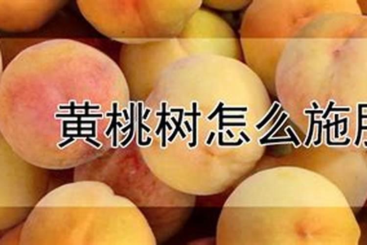黄桃树怎么施肥好