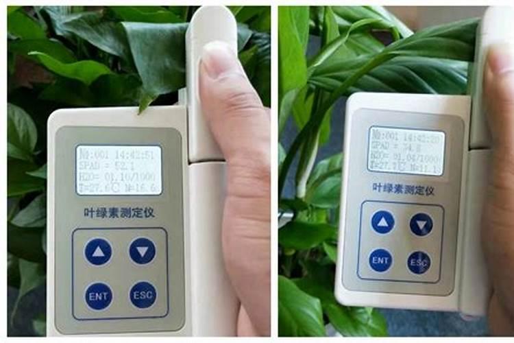 mg在叶绿体中以什么形式存在