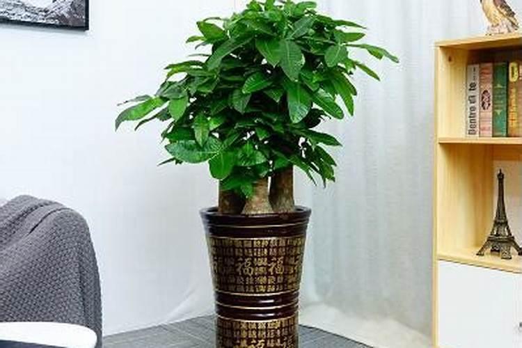 漯河地区种郑麦136一亩下多少种粮？