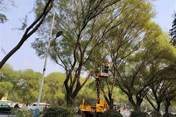 漯河地区种郑麦136一亩下多少种粮？