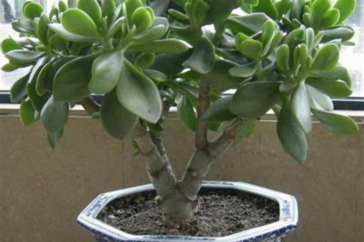 春季如何养玉树枝叶更健壮