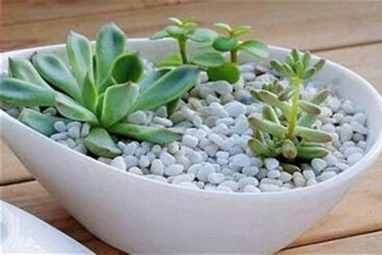 多肉放什么土呢(多肉植物用什么土加什么肥)