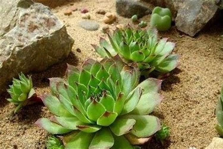 多肉植物需要什么肥料