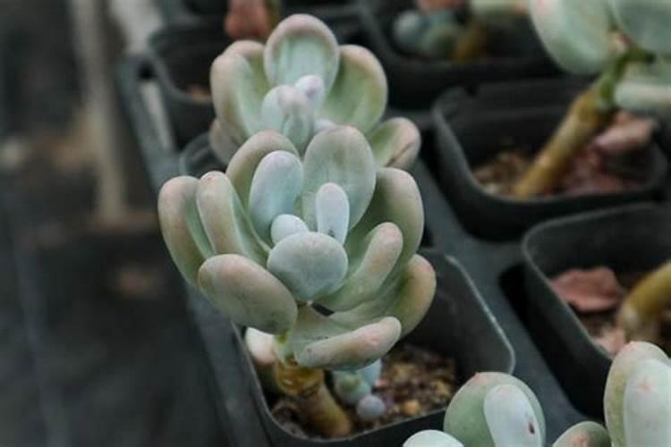 种多肉植物用什么土 多肉最简单的配土方法