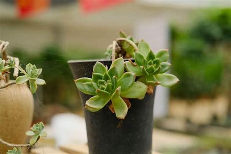 多肉植物需要什么肥料