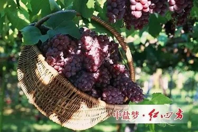 栀子花用什么肥料最好