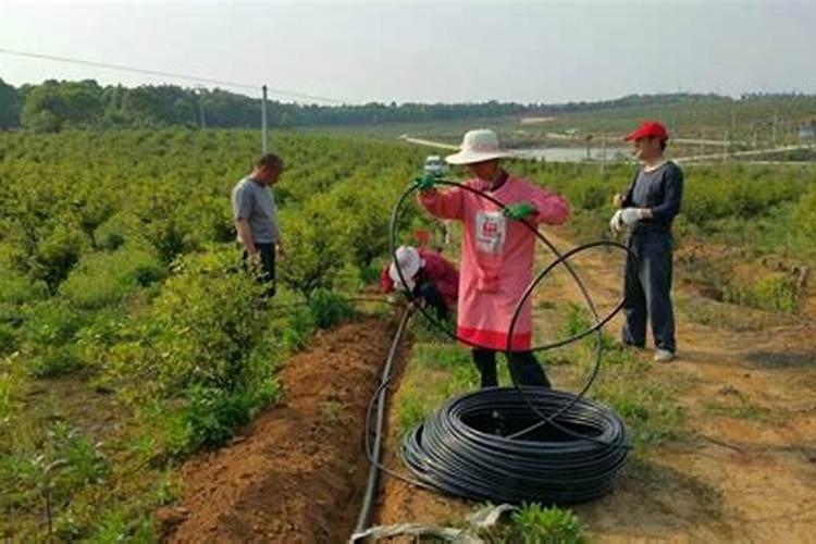 葡萄冲施磷酸二氢钾几天见效
