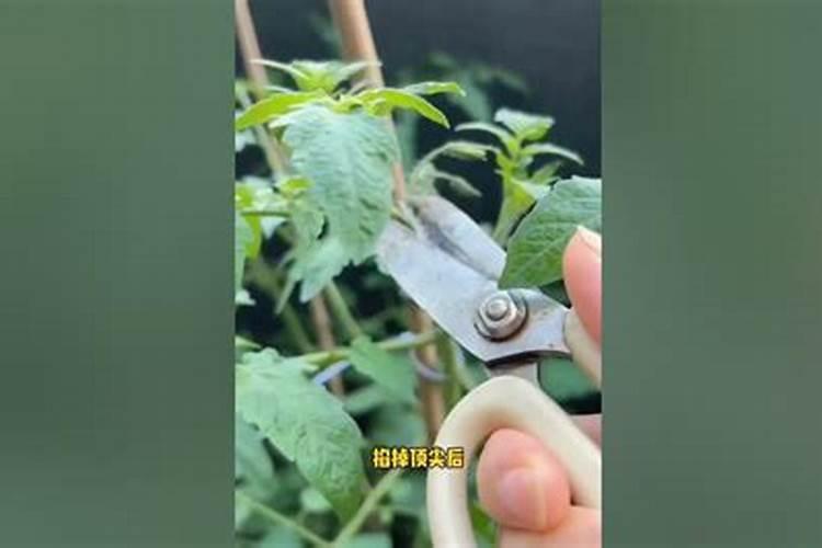 番茄怎么施肥 也是要做好追肥工作的