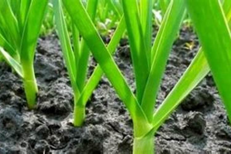 大蒜什么时间追肥,用什么肥料最佳