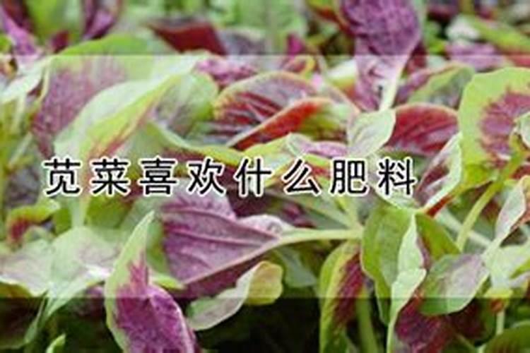 有哪些措施能让野苋菜长得嫩一点？