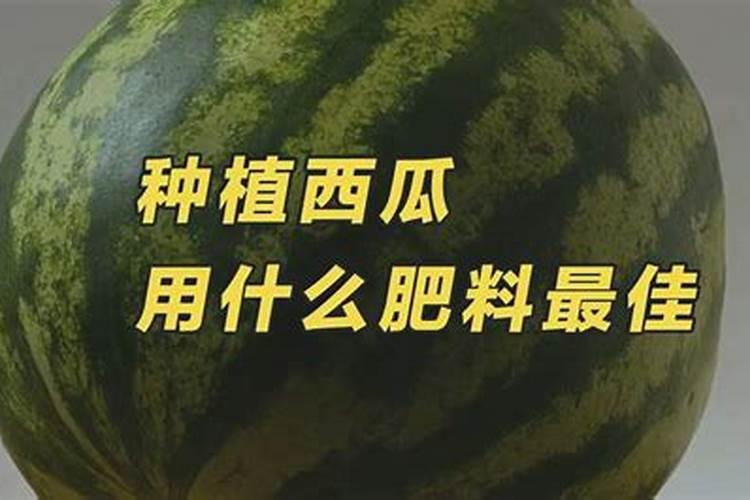 西瓜苗用哪类叶面肥更为合适