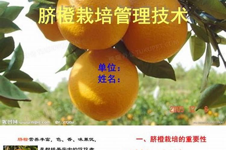 脐橙保果用什么好