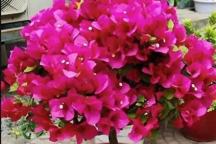 三角梅开花期间怎么施肥？施什么肥？