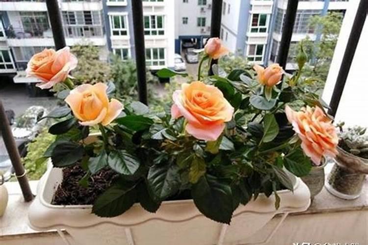 月季花怎么施肥,月季花施什么肥好？