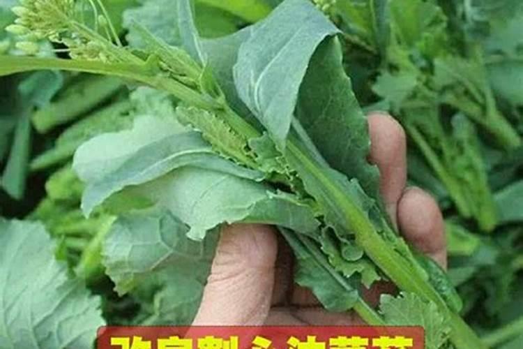 油菜高产王抽苔期什么时候喷雾最适合？
