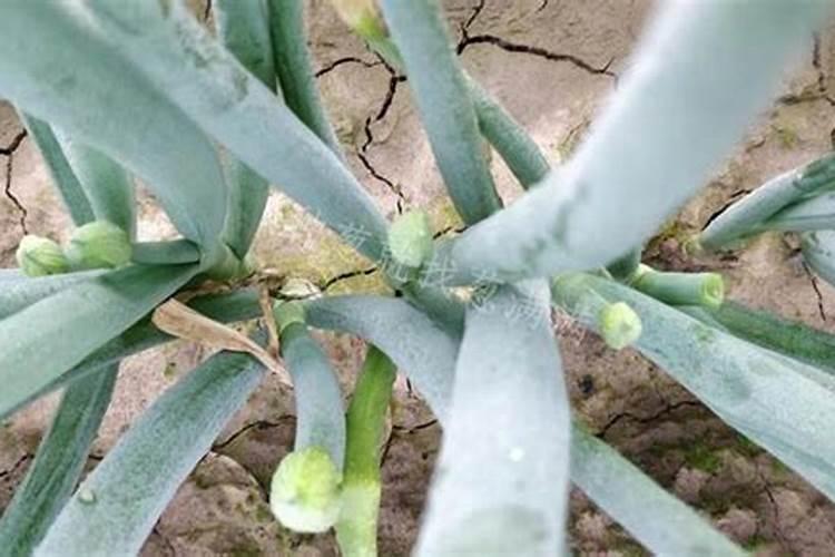 油菜苔肥什么时候施好
