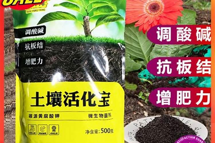 南瓜种植的施肥技术要点