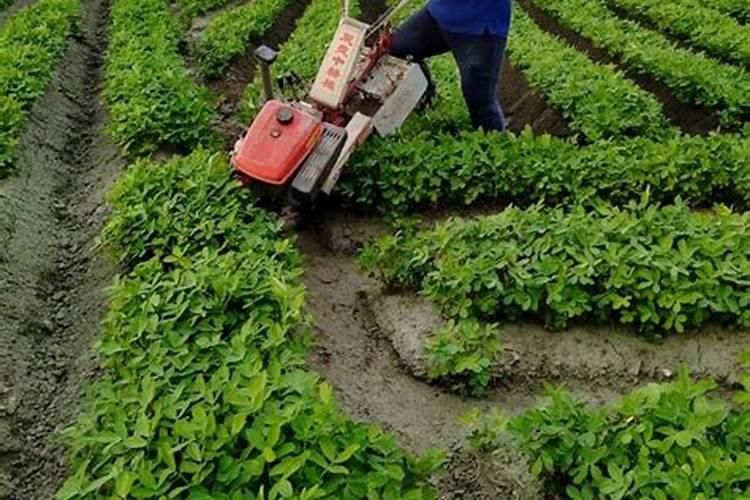 花生怎么管理才能高产 用什么肥料好