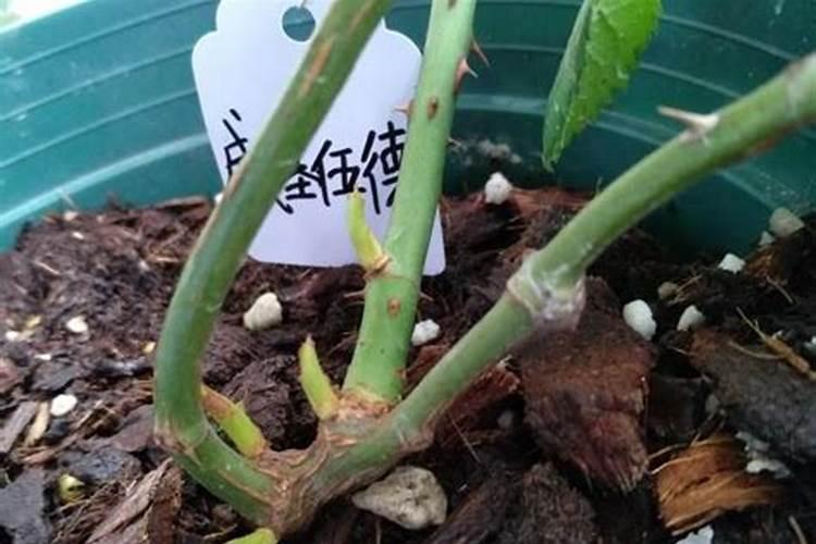 水溶肥的效果并不大,怎样使用才能提高效果呢？