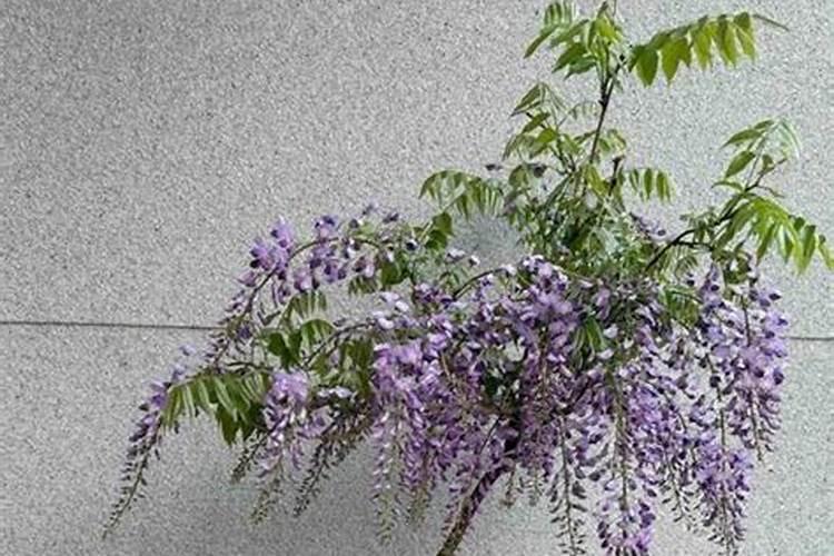 玉肥和普通肥料有什么区别？