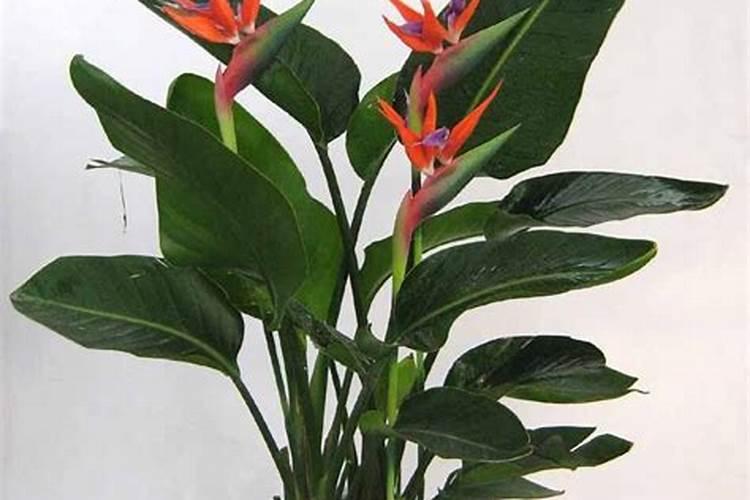 鹤望兰烂根后如何生根