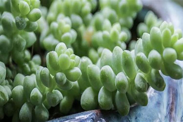 水稻叶面肥什么时间喷