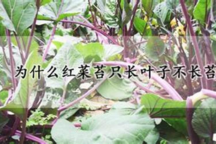 有哪些水溶肥是包含钾的呢