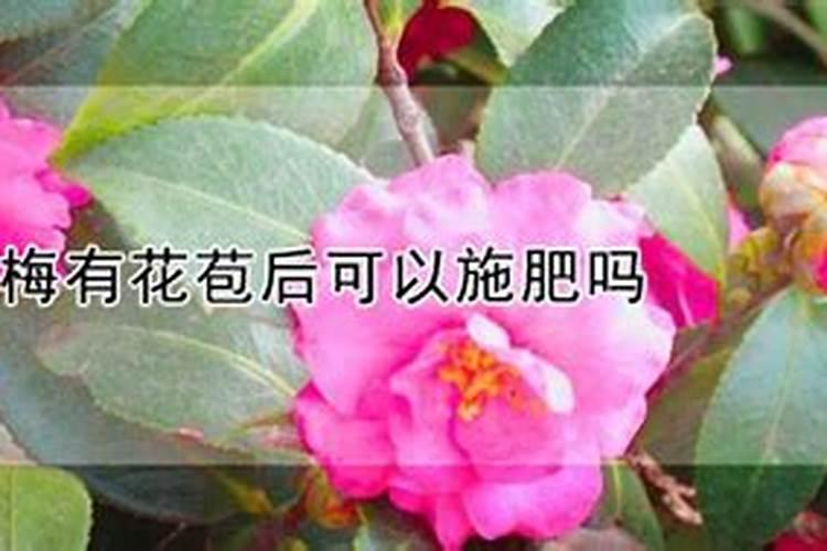 土壤中怎样施用钙肥——石灰和石膏？