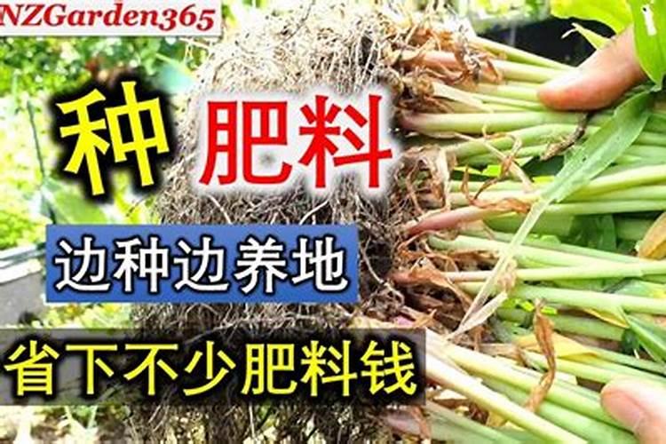 种菜什么时候施肥好呢 种菜最佳的施肥时间