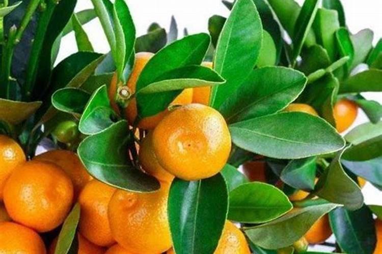 枯草芽孢杆菌和磷酸二氢钾能一起用吗？作水稻叶面肥喷施