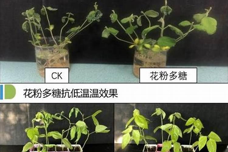 面对西兰花出现黄化米粒的情况该怎么做