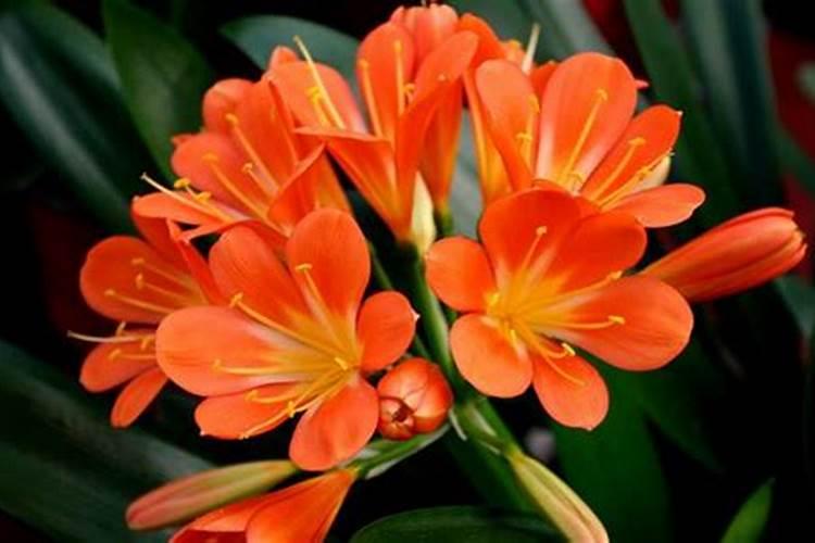 桂花树如何浇水和施肥