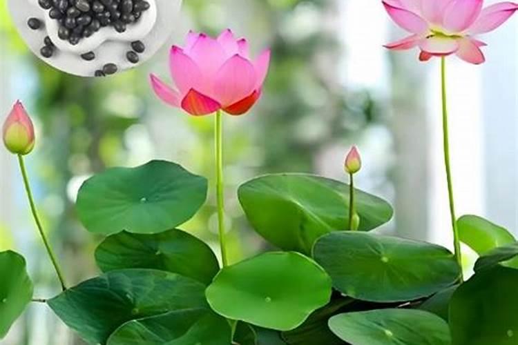 碗莲用什么肥料好？