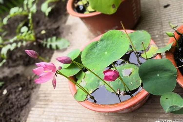 碗莲怎么施肥(水培碗莲怎么施肥)