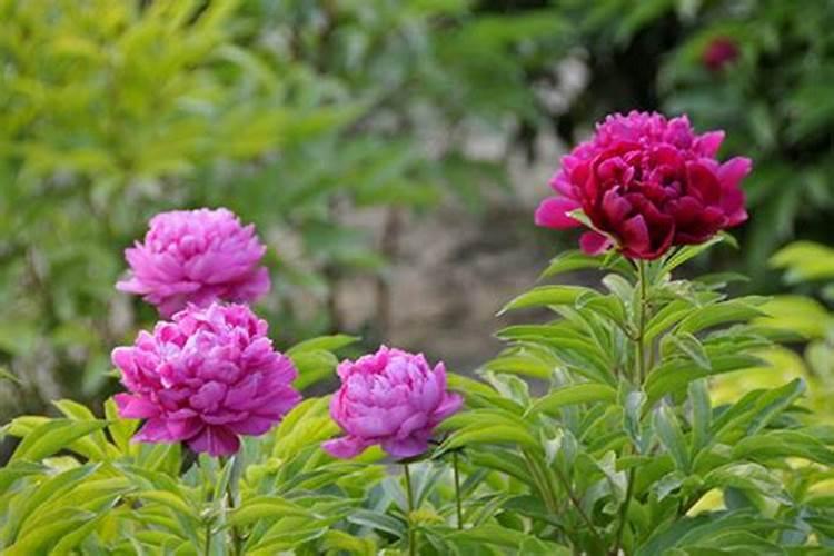 芍药花施什么肥最好