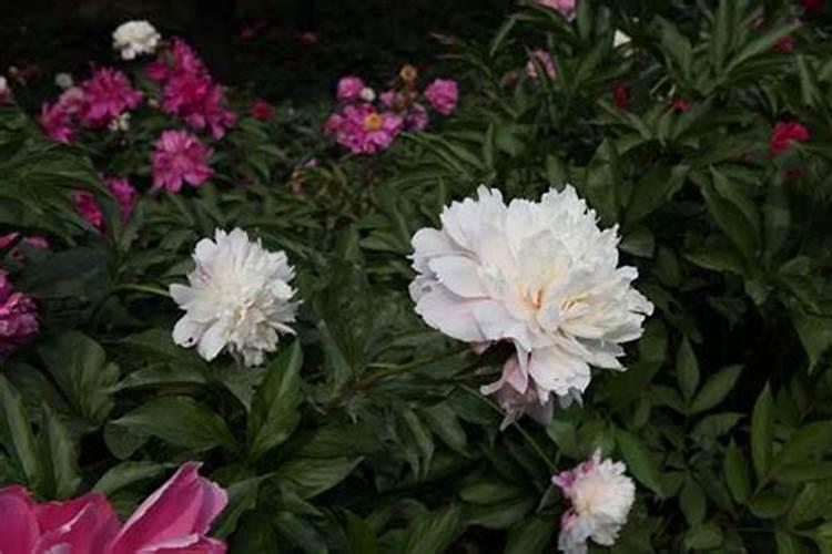 芍药施什么肥最好