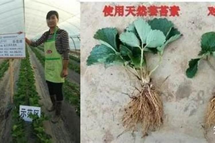 花生什么时候打芸苔素